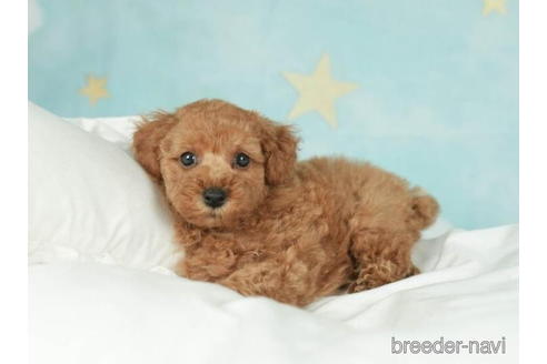 成約済の千葉県のトイプードル-207856の2枚目